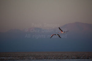 Flying Andean flamingoes at Laguna de Chaxa, Atacama Desert, Chile Flying Andean flamingoes at Laguna de Chaxa, Atacama Desert, Chile