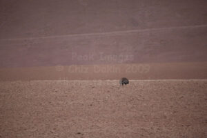 Suri in the Atacama Desert, Chile Suri in the Atacama Desert, Chile