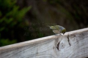 Cheeky little waxeye eyeing up some crumbs on the boardwalk
