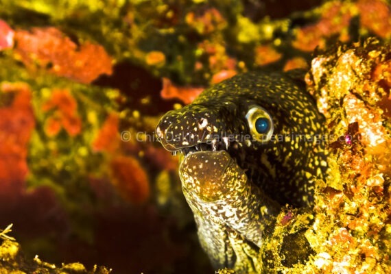 Image of a mosaic moray eel underwater