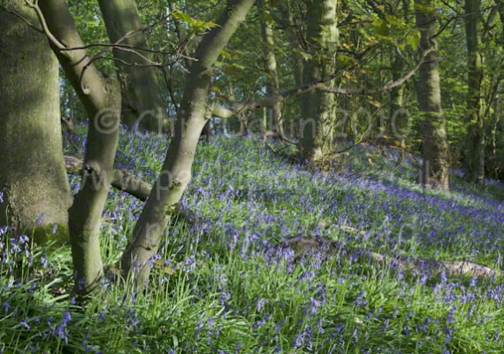 Derbyshire Bluebells
