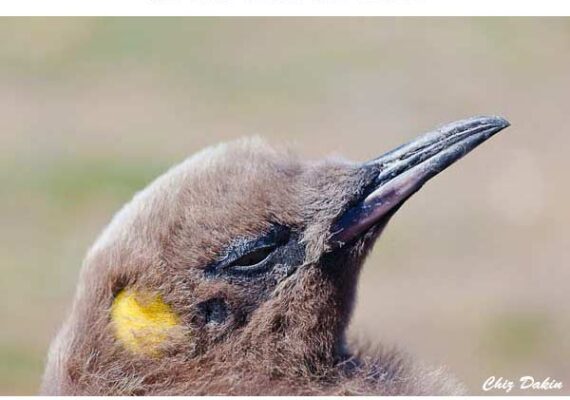 Xmas Card 2011 - King Penguin Chick