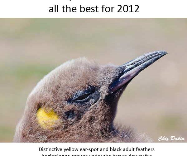 Xmas Card 2011 - King Penguin Chick